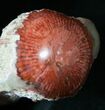 Million Year Old Polished Red Horn Coral - Utah #14857-1